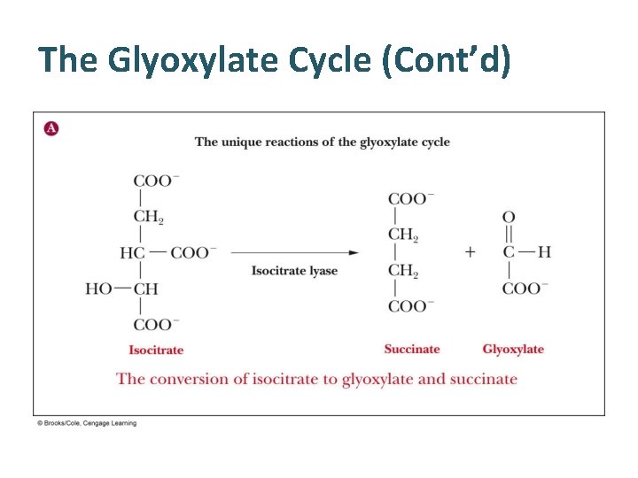 The Glyoxylate Cycle (Cont’d) 