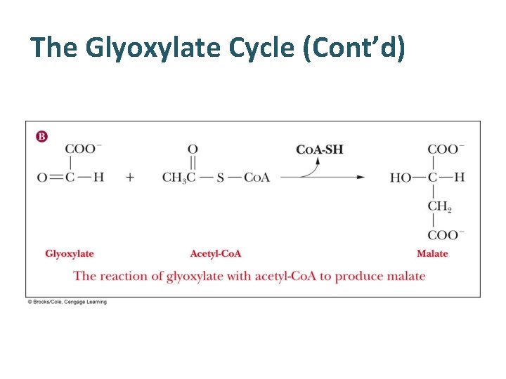 The Glyoxylate Cycle (Cont’d) 