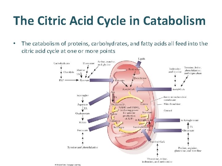 The Citric Acid Cycle in Catabolism • The catabolism of proteins, carbohydrates, and fatty