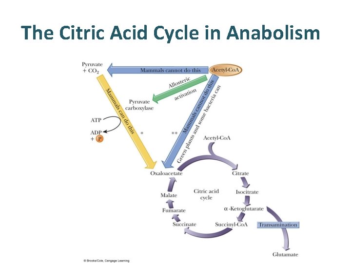 The Citric Acid Cycle in Anabolism 