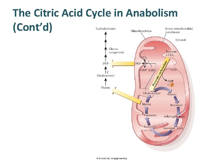 The Citric Acid Cycle in Anabolism (Cont’d) 