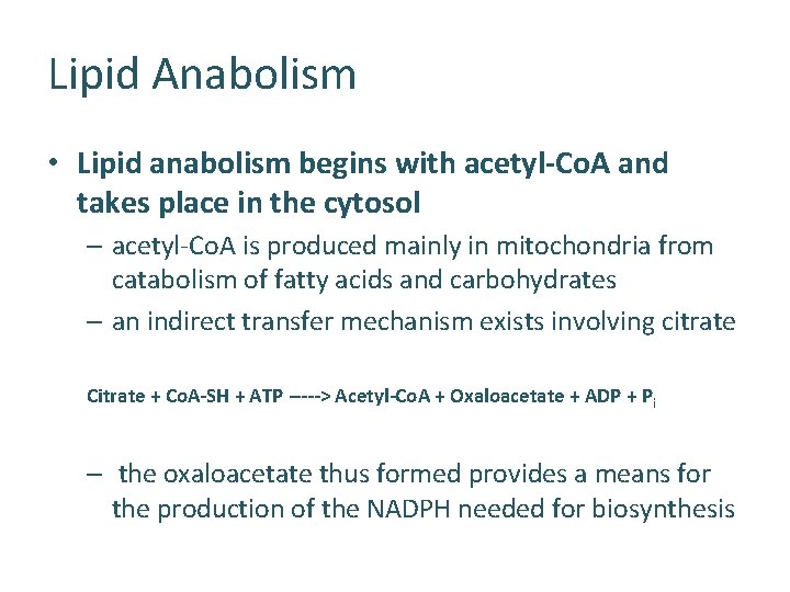 Lipid Anabolism • Lipid anabolism begins with acetyl-Co. A and takes place in the