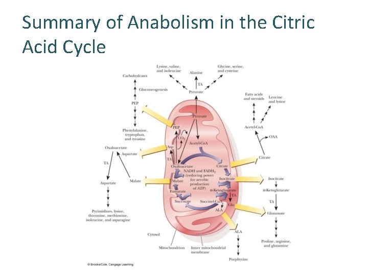 Summary of Anabolism in the Citric Acid Cycle 