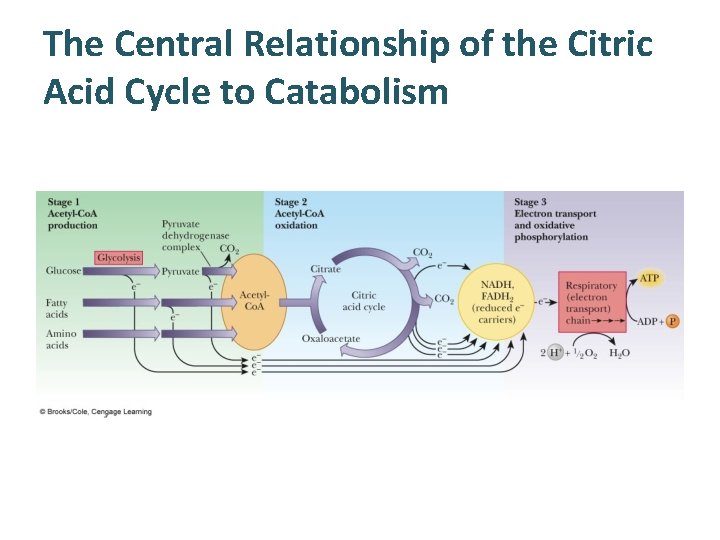 The Central Relationship of the Citric Acid Cycle to Catabolism 