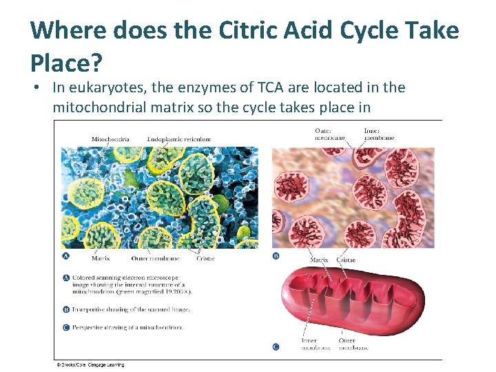 Where does the Citric Acid Cycle Take Place? • In eukaryotes, the enzymes of