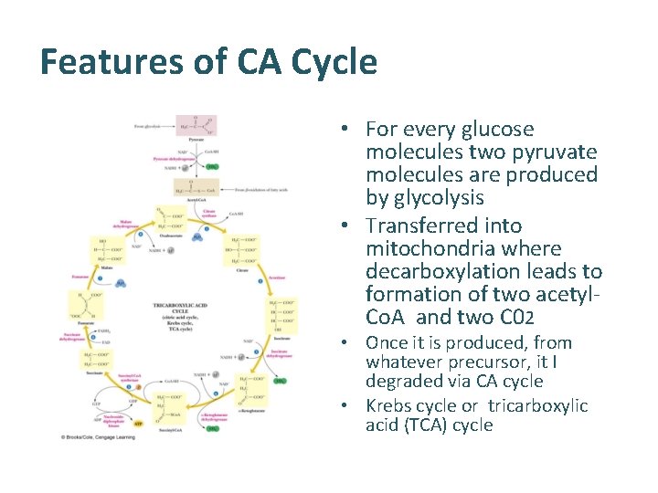 Features of CA Cycle • For every glucose molecules two pyruvate molecules are produced