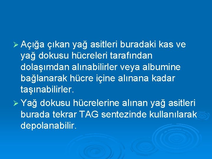 Ø Açığa çıkan yağ asitleri buradaki kas ve yağ dokusu hücreleri tarafından dolaşımdan alınabilirler