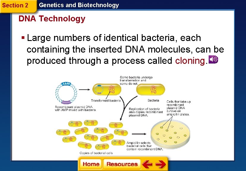 Section 2 Genetics and Biotechnology DNA Technology § Large numbers of identical bacteria, each