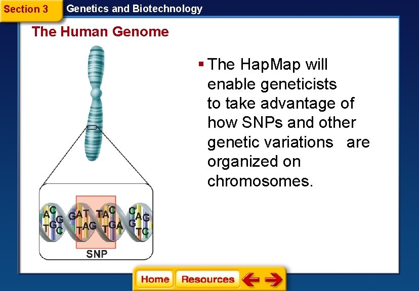 Section 3 Genetics and Biotechnology The Human Genome § The Hap. Map will enable