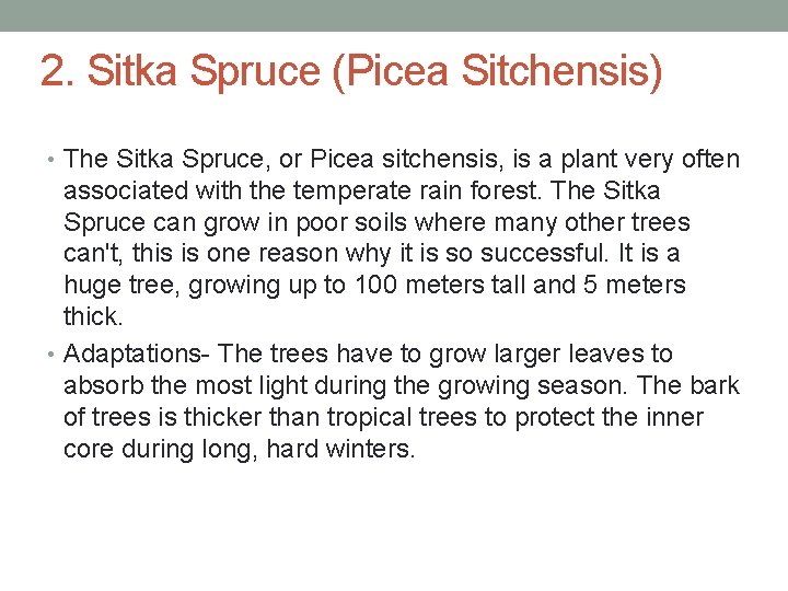 2. Sitka Spruce (Picea Sitchensis) • The Sitka Spruce, or Picea sitchensis, is a