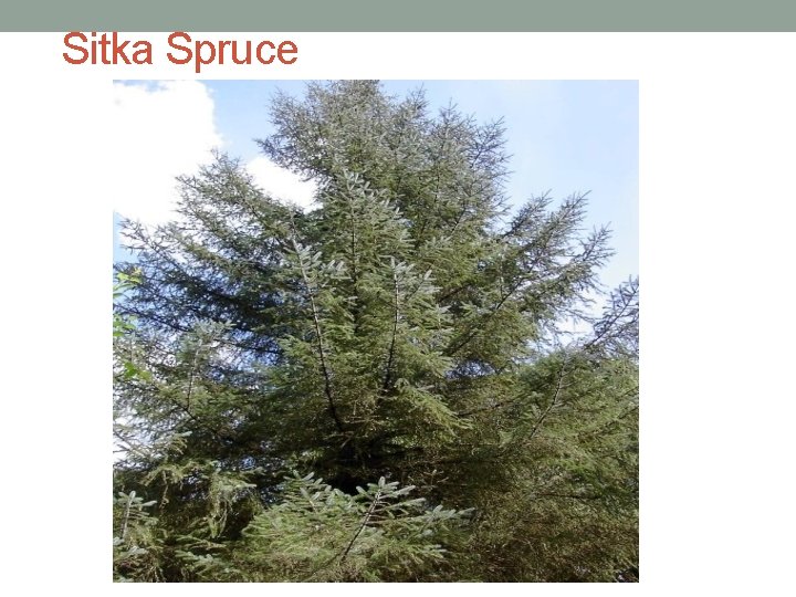 Sitka Spruce 