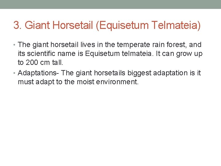 3. Giant Horsetail (Equisetum Telmateia) • The giant horsetail lives in the temperate rain