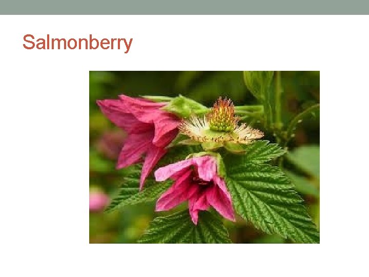 Salmonberry 