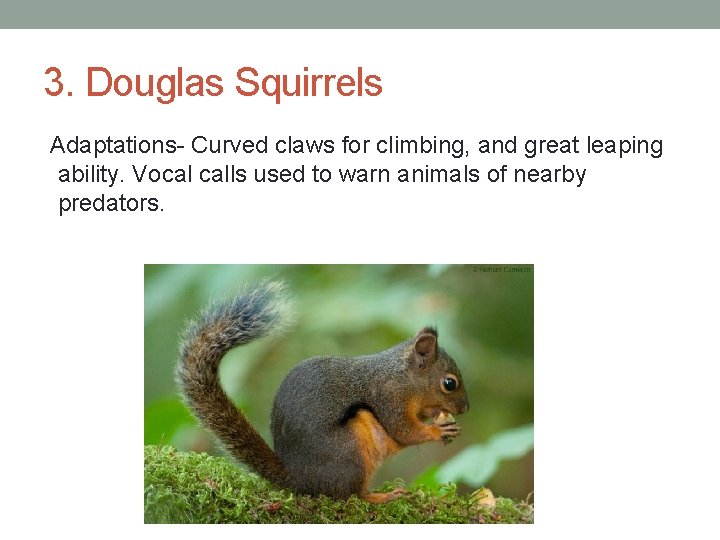 3. Douglas Squirrels Adaptations- Curved claws for climbing, and great leaping ability. Vocal calls