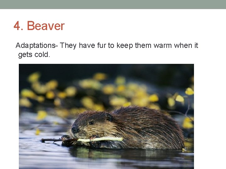 4. Beaver Adaptations- They have fur to keep them warm when it gets cold.