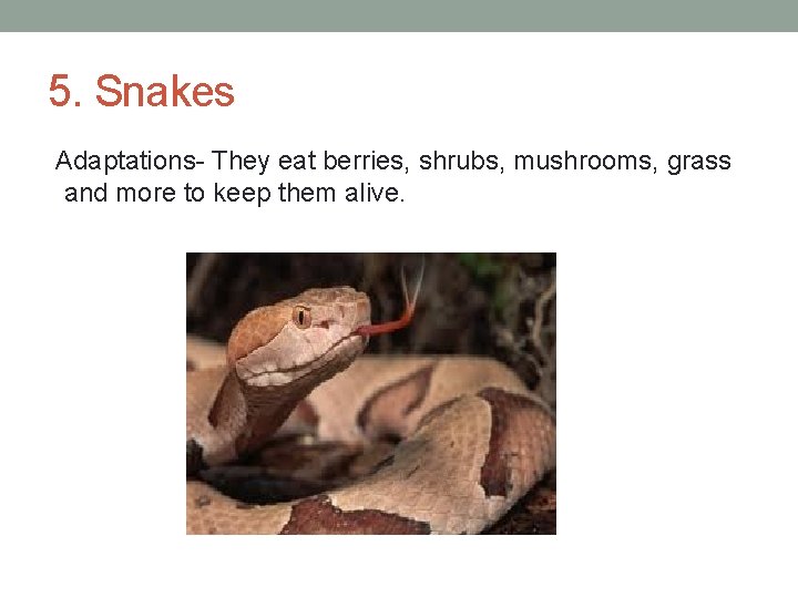5. Snakes Adaptations- They eat berries, shrubs, mushrooms, grass and more to keep them