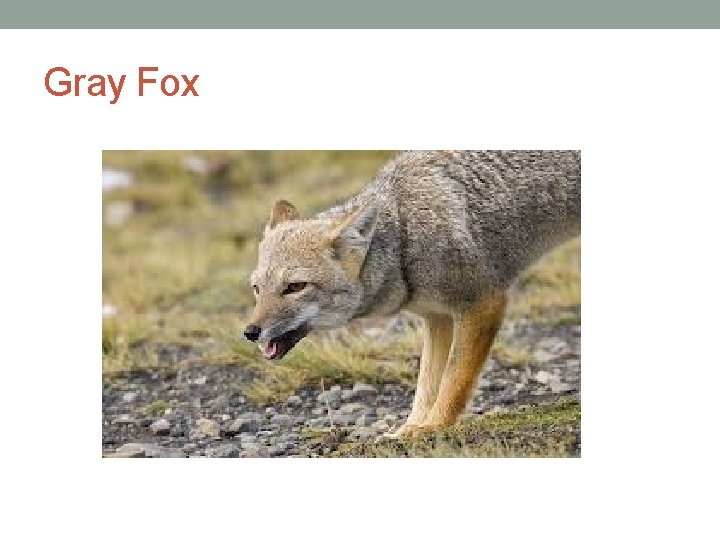Gray Fox 