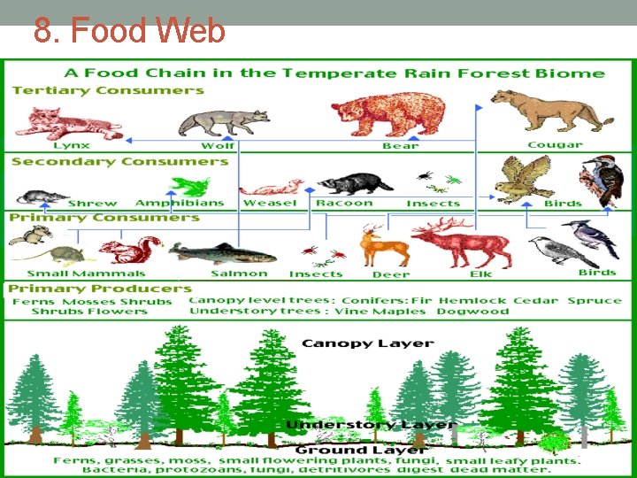 8. Food Web 