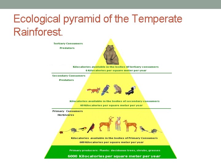 Ecological pyramid of the Temperate Rainforest. 