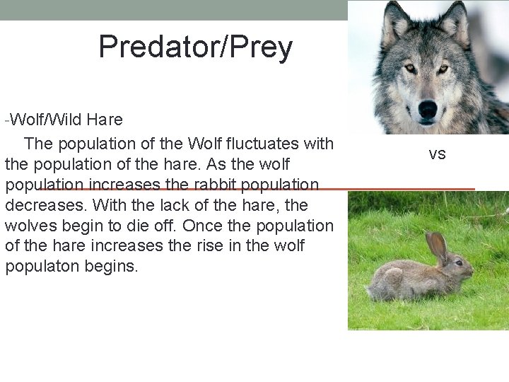 Predator/Prey -Wolf/Wild Hare The population of the Wolf fluctuates with the population of the