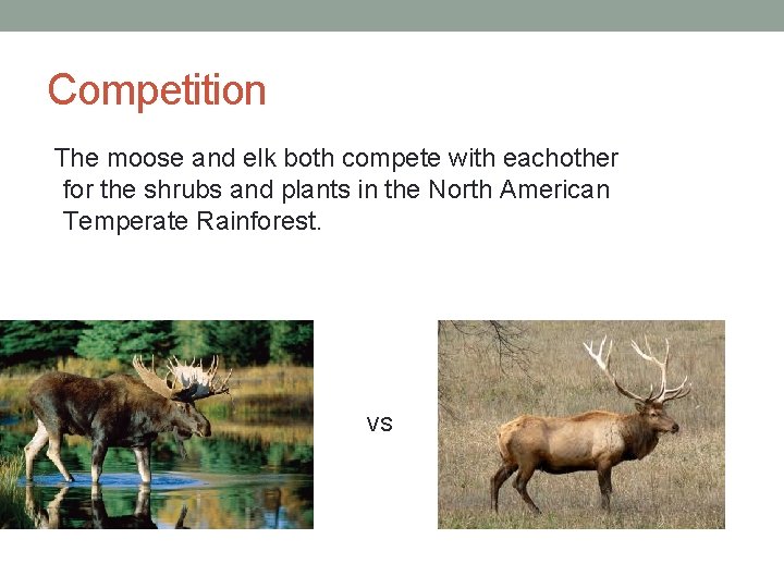 Competition The moose and elk both compete with eachother for the shrubs and plants