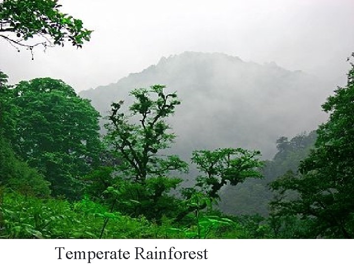 Temperate Rainforest 