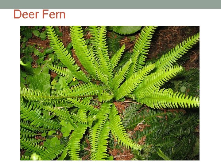 Deer Fern 