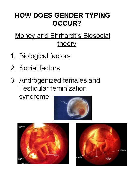 HOW DOES GENDER TYPING OCCUR? Money and Ehrhardt’s Biosocial theory 1. Biological factors 2.