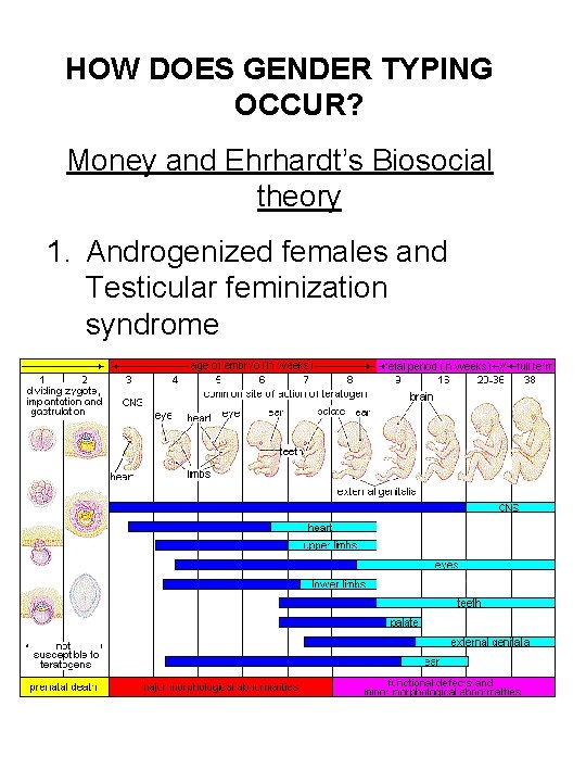 HOW DOES GENDER TYPING OCCUR? Money and Ehrhardt’s Biosocial theory 1. Androgenized females and