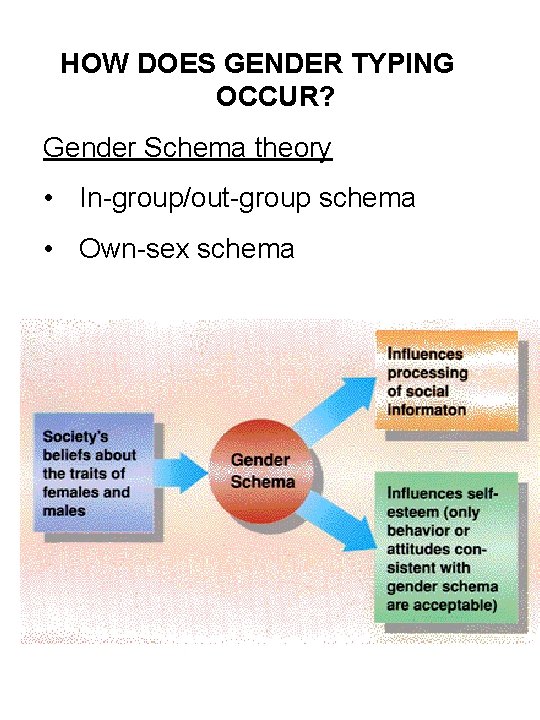 HOW DOES GENDER TYPING OCCUR? Gender Schema theory • In-group/out-group schema • Own-sex schema