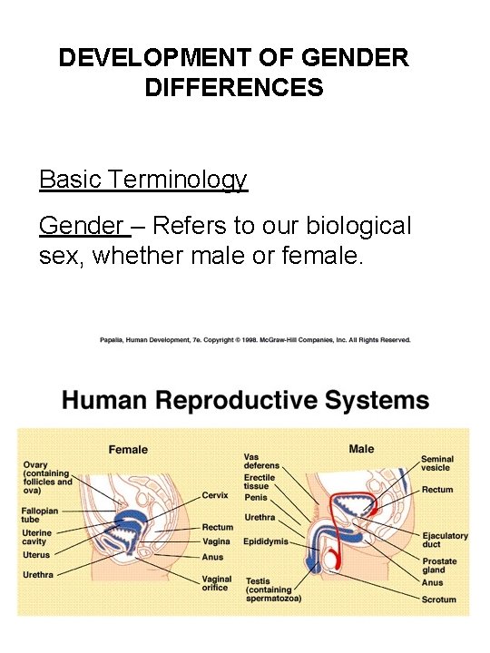 DEVELOPMENT OF GENDER DIFFERENCES Basic Terminology Gender – Refers to our biological sex, whether