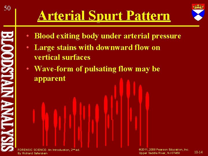 50 Arterial Spurt Pattern • Blood exiting body under arterial pressure • Large stains