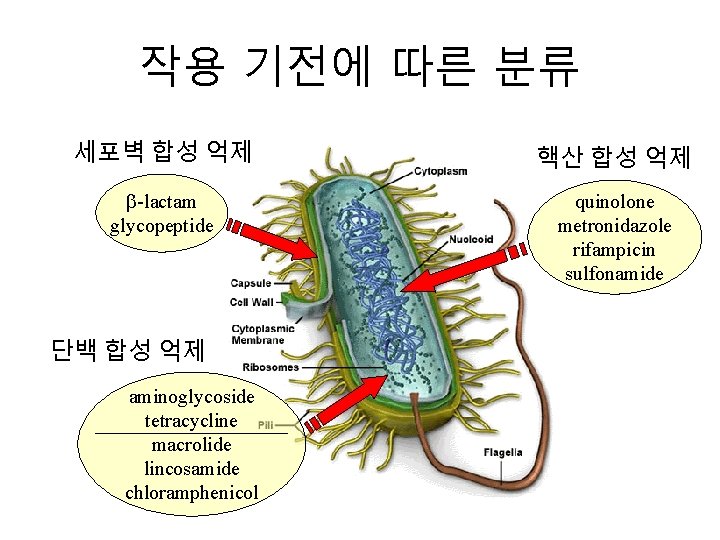 작용 기전에 따른 분류 세포벽 합성 억제 핵산 합성 억제 -lactam glycopeptide quinolone metronidazole