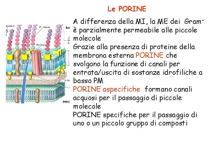 Le PORINE A differenza della MI, la ME dei Gram– è parzialmente permeabile alle