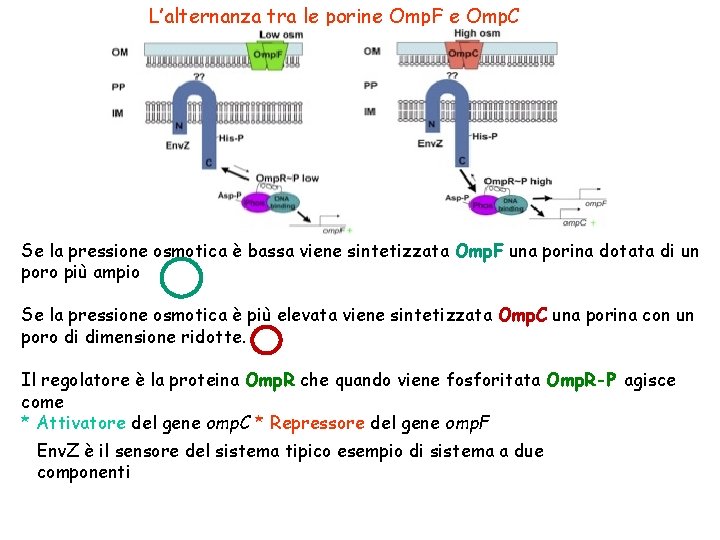 L’alternanza tra le porine Omp. F e Omp. C Se la pressione osmotica è