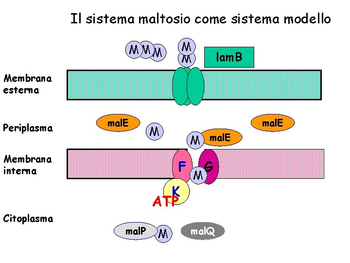Il sistema maltosio come sistema modello M M MMM lam. B Membrana esterna Periplasma
