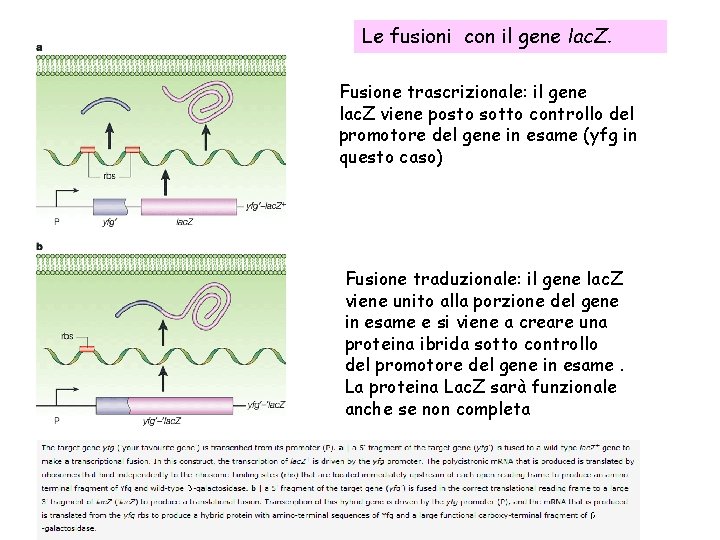 Le fusioni con il gene lac. Z. Fusione trascrizionale: il gene lac. Z viene