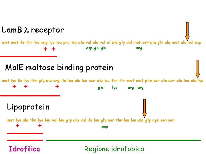 Lam. B l receptor met ile thr leu arg lys leu pro leu ala