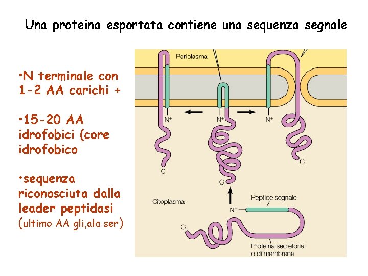 Una proteina esportata contiene una sequenza segnale • N terminale con 1 -2 AA