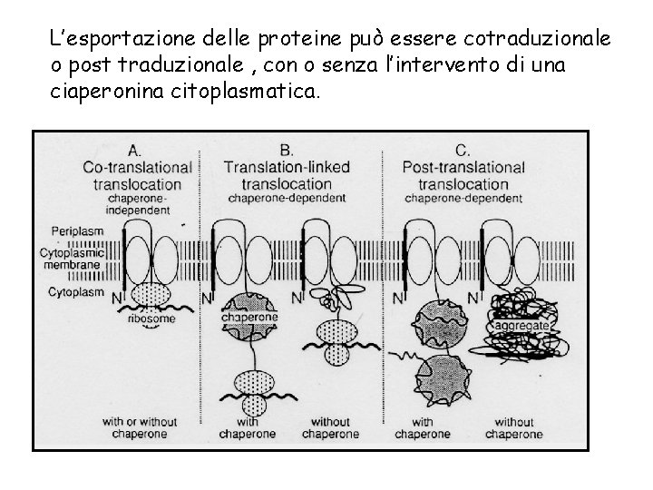 L’esportazione delle proteine può essere cotraduzionale o post traduzionale , con o senza l’intervento