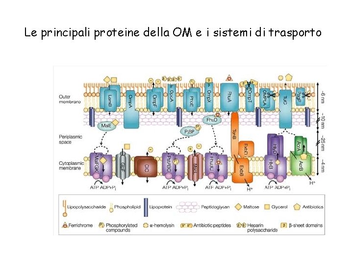 Le principali proteine della OM e i sistemi di trasporto 