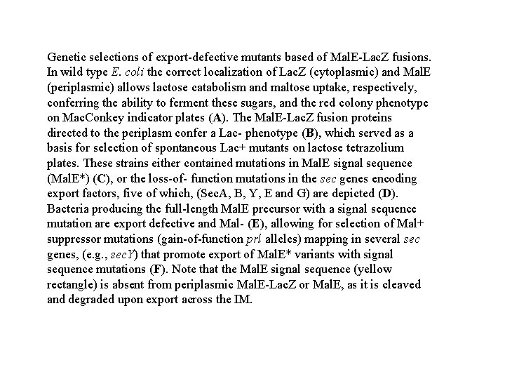 Genetic selections of export-defective mutants based of Mal. E-Lac. Z fusions. In wild type