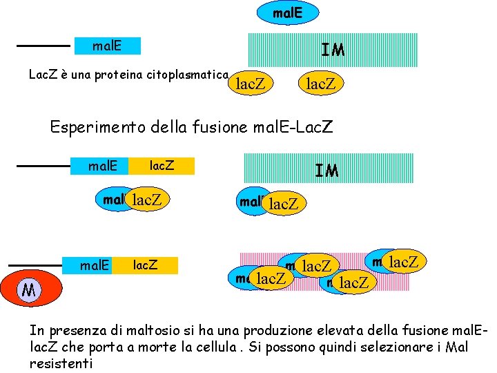 mal. E IM Lac. Z è una proteina citoplasmatica lac. Z Esperimento della fusione