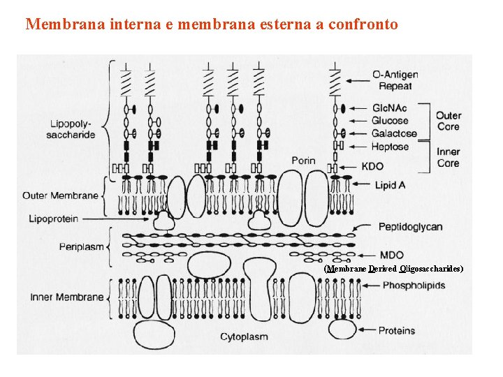 Membrana interna e membrana esterna a confronto (Membrane Derived Oligosaccharides) 