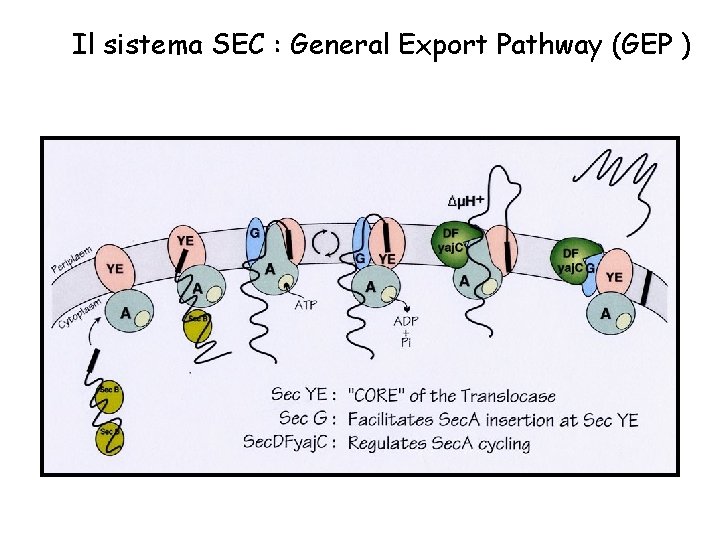Il sistema SEC : General Export Pathway (GEP ) 