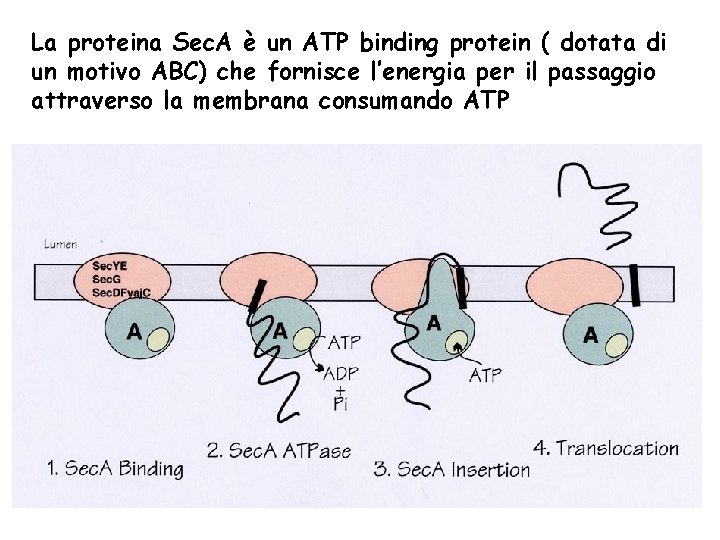 La proteina Sec. A è un ATP binding protein ( dotata di un motivo
