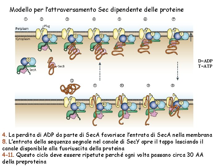 Modello per l’attraversamento Sec dipendente delle proteine D=ADP T=ATP 4. La perdita di ADP