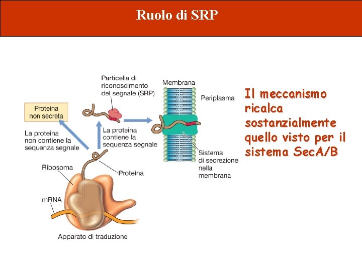 Ruolo di SRP Il meccanismo ricalca sostanzialmente quello visto per il sistema Sec. A/B