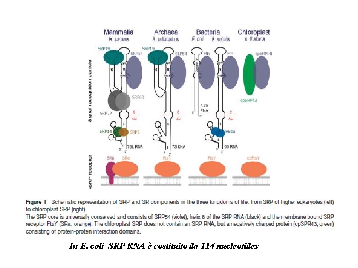 In E. coli SRP RNA è costituito da 114 nucleotides 