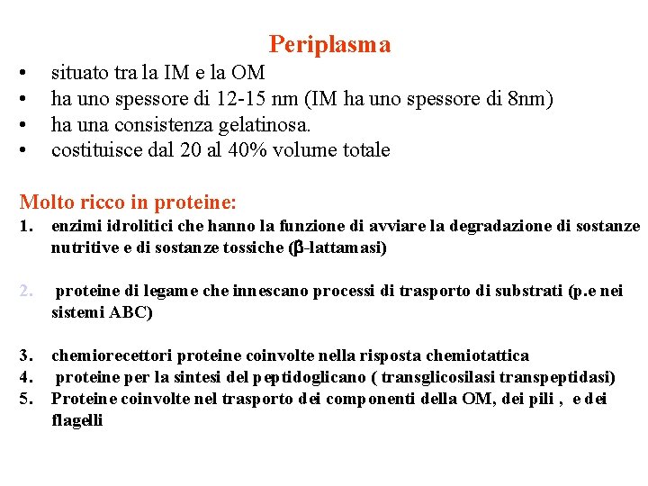 Periplasma • • situato tra la IM e la OM ha uno spessore di